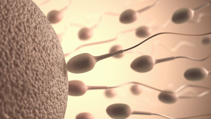 Premiers pas vers des spermatozoïdes artificiels humains