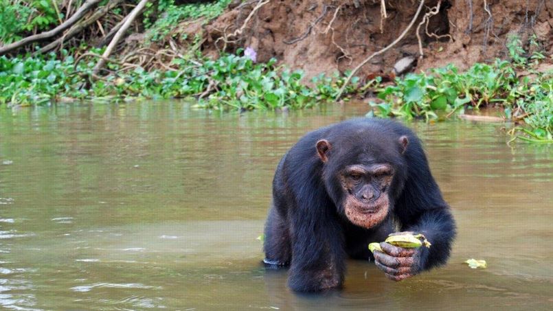 Médicaments : faut-il se fier aux chimpanzés ?