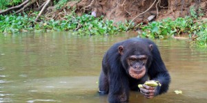 Médicaments : faut-il se fier aux chimpanzés ?