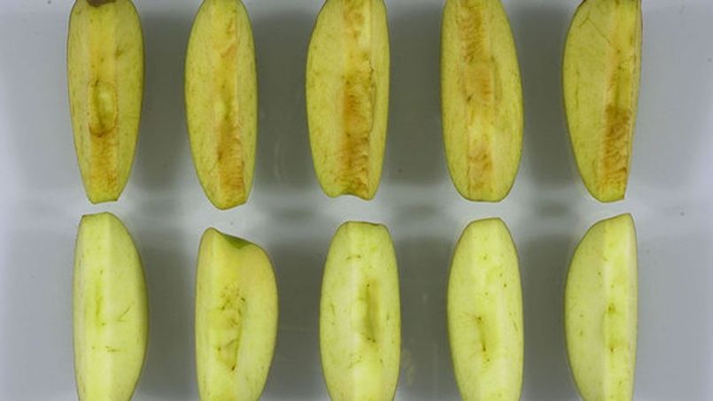 La pomme OGM qui ne brunit pas quand on la coupe