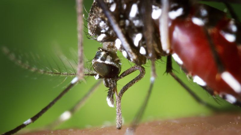 Chikungunya : « La prévention passe par la lutte contre les moustiques »