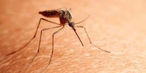 Comment le moustique nous traque