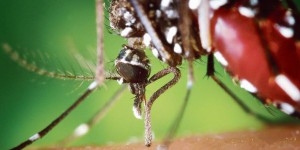 La progression du moustique-tigre fait craindre un risque sanitaire