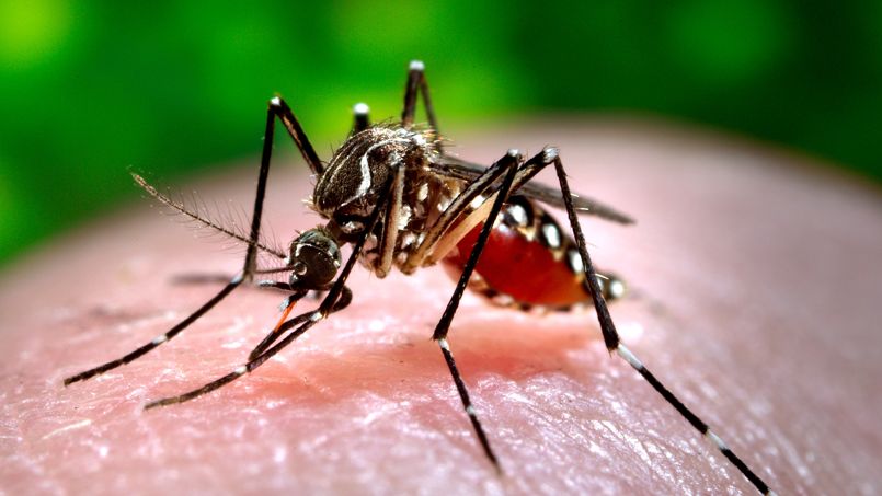 L'Hexagone n'échappera pas au virus zika