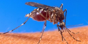 Le moustique : plaidoyer pour un mal-aimé