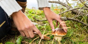 Ce qu'il faut savoir avant de cueillir des champignons