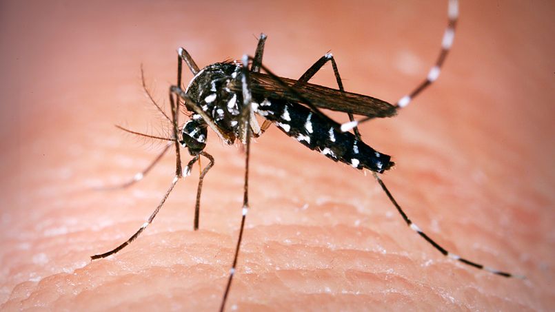 «La globalisation a tiré le Zika de son sanctuaire»