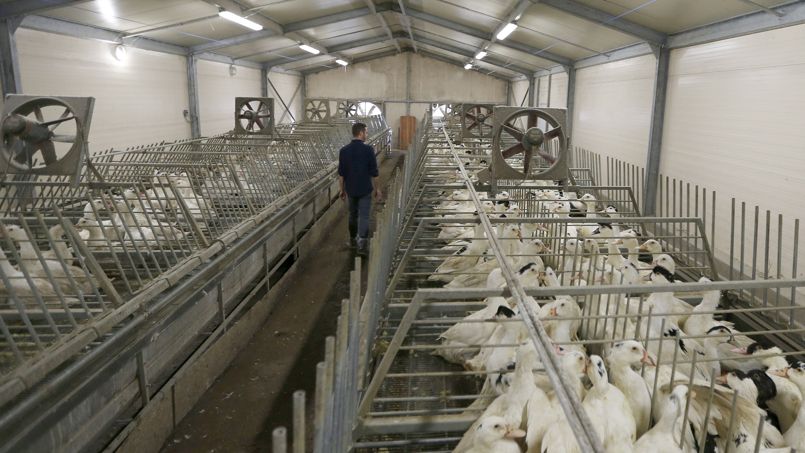 Grippe aviaire : le ministère suspend la production de canards dans le Sud-Ouest