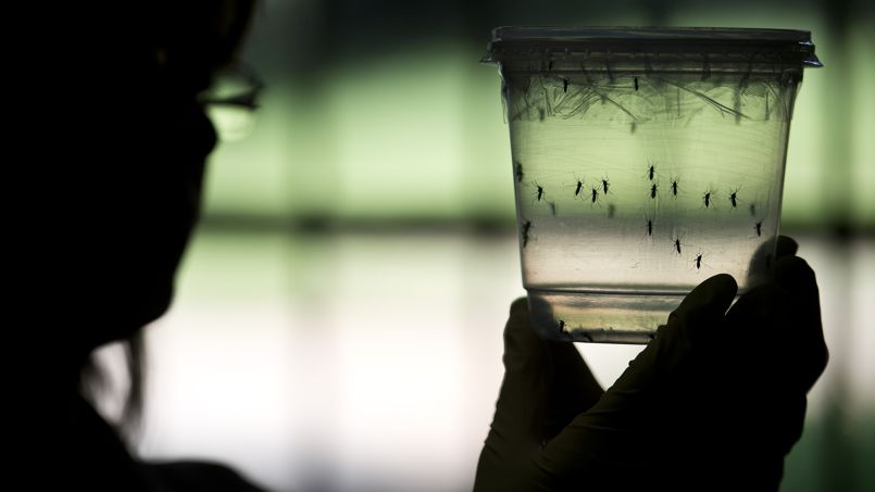 Le virus Zika s'installe en Martinique et en Guyane