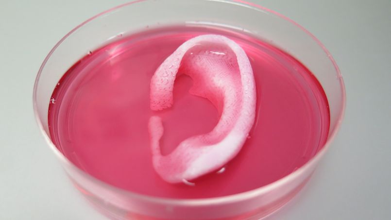 Une oreille ouvre la voie aux organes imprimés en 3D