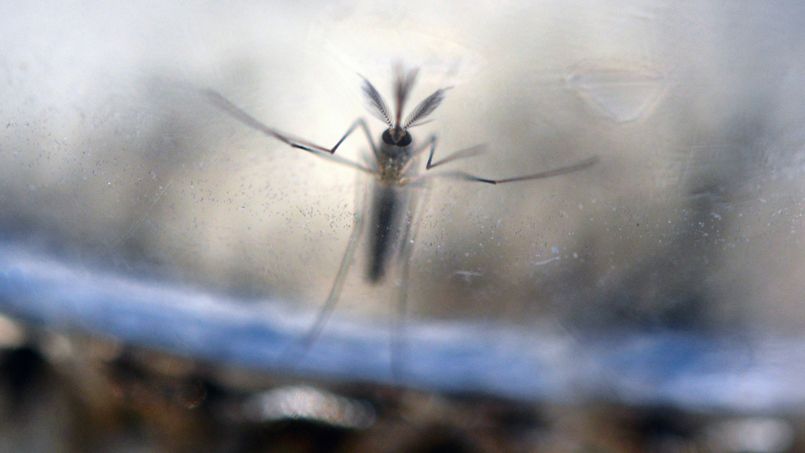 Un premier cas de transmission du virus Zika en France