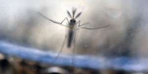 Un premier cas de transmission du virus Zika en France