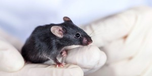 Des souris modifiées pour lutter contre le virus Zika