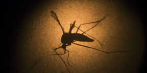 Un premier décès lié au virus Zika en Martinique
