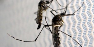 Un anticorps de la dengue efficace contre Zika