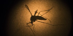 Un homme atteint par le virus Zika dans le Lot-et-Garonne
