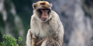 Le macaque, un bon modèle pour l'étude de Zika
