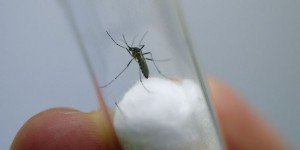 Zika, fin de l'épidémie « d'ici deux à trois ans »