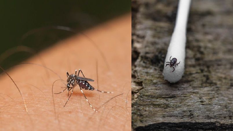 Lyme et Zika : des maladies peu connues des Français