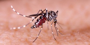 Zika : 6 mois de préservatif après une possible infection