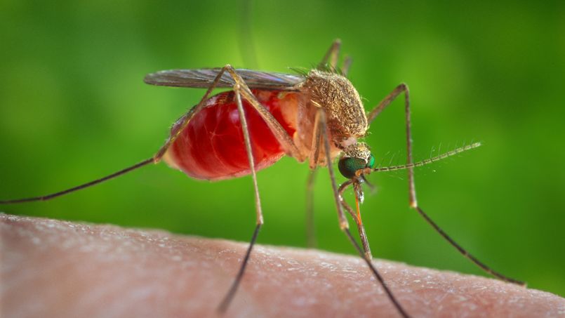 Le moustique commun ne peut pas transmettre le virus Zika