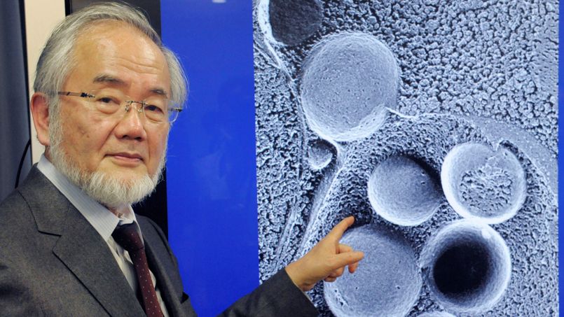 Le prix Nobel de médecine décerné au Japonais Ohsumi