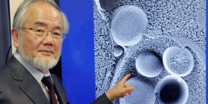 Le prix Nobel de médecine décerné au Japonais Ohsumi