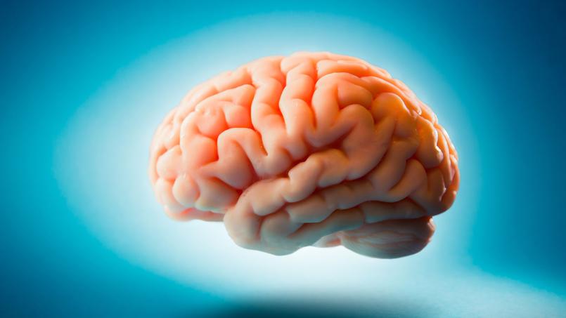 Cerveau : où se trouve le siège de la mémoire ?