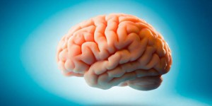 Cerveau : où se trouve le siège de la mémoire ?