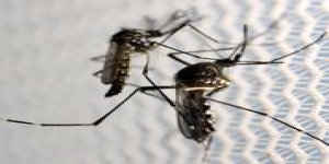 La Nouvelle-Calédonie fait face à une importante épidémie de dengue