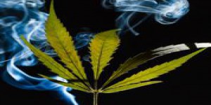 Cannabis: hors la répression, quelles autres solutions?