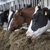 Le bétail responsable de la résistance à certains antibiotiques 