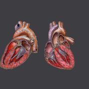40% des maladies du muscle cardiaque d’origine génétique 