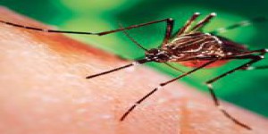 Grand retour de la dengue dans les îles