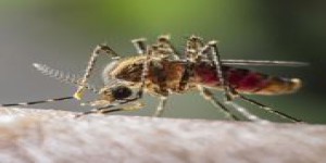Le Paraguay a réussi à éradiquer le paludisme
