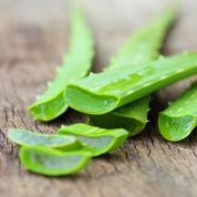 Les feuilles fraîches d’Aloe vera sont à manier avec précaution