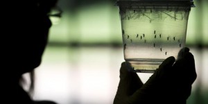 Dengue et zika: de plus en plus de cas contractés en métropole