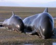 Des centaines de baleines-pilotes s'échouent régulièrement