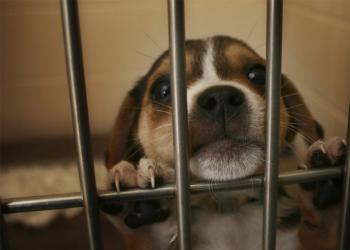 Tests sur les animaux : 11 millions ont été tués en Europe, la France leader de la torture animale