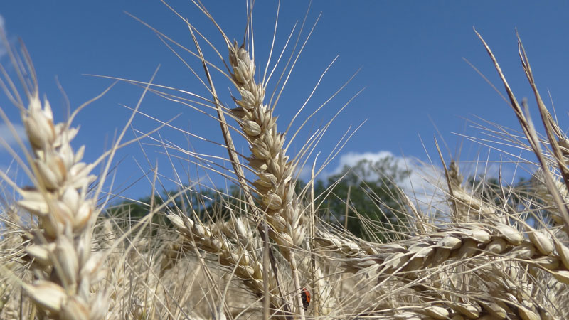 La farine de blé est-elle mauvaise pour la santé ?