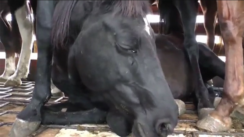 La viande de cheval importée en France est transportée et abattue dans des conditions effroyables [vidéo]