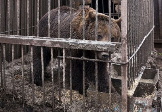 La barbarie des combats d'ours, de blaireaux et de chiens en Russie [vidéo]