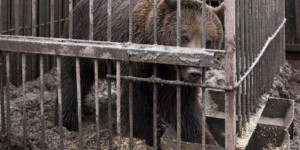 La barbarie des combats d'ours, de blaireaux et de chiens en Russie [vidéo]