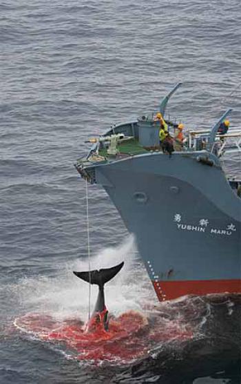 Le Japon n'a plus le droit de chasser les baleines dans l'Antarctique