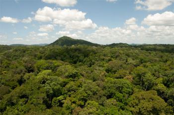 La forêt amazonienne est-elle bien un puits de carbone ?