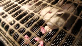 L'horreur dans un élevage de lapins en Bretagne [vidéo]