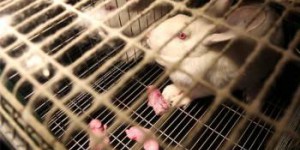 L'horreur dans un élevage de lapins en Bretagne [vidéo]