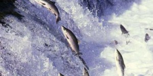 Les saumons sont-ils voués à disparaître de nos océans et rivières ?
