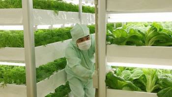 Toshiba construit une usine aseptisée de haute technologie pour la production de légumes