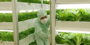 Toshiba construit une usine aseptisée de haute technologie pour la production de légumes